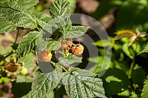 Branch with yellow raspberry in sunlight. Growing natural bush of raspberry