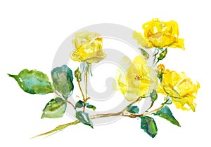 Branch of yellow rose