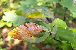 Branch with yellowing leaves in the autumn forest.