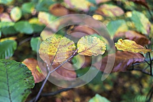 Branch with yellowing leaves in the autumn park.