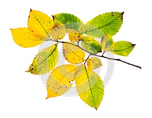 Branch with yellowing leaves of elm tree in autumn