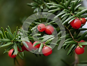 A branch of a yew tree with red berries