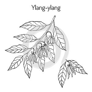 Branch of ylang-ylang