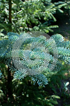 Branch of young blue normann fir Christmas tree
