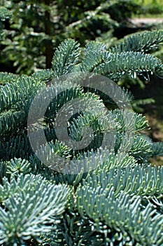 Branch of young blue normann fir Christmas tree