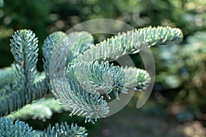 Branch of young blue normann fir Christmas tree