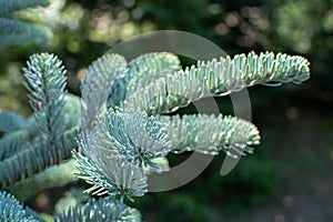 Branch of young blue normann fir Christmas tree