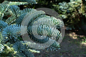 Branch of young blue normann fir Christmas tree