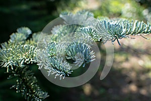 Branch of young blue normann fir Christmas tree