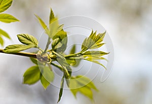 A branch of young fresh spring greens in the spring time