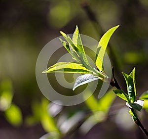 Branch with young green leaves