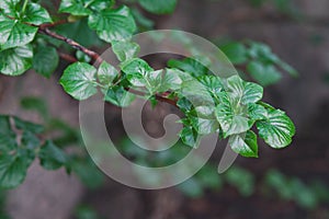 Branch with young green leaves