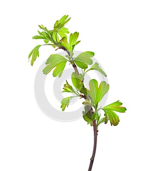 Branch with young green spring leaves isolated on white background. Golden Currant