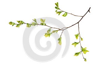 Branch with young green spring leaves isolated on white background.  Spiraea vanhouttei