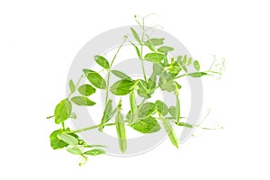 Branch of young green sugar snap peas, fresh sweet green pea pod, isolated on a white background