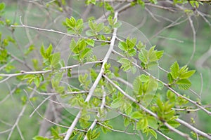 Branch with young leaves of an elm stocky Ulmus pumila L.