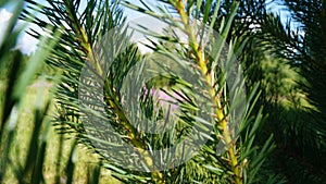 Young pine branch