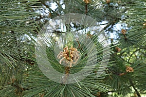 Branch of pine with pollen cone