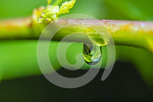 Branch of a young plant with water drops in soft focus