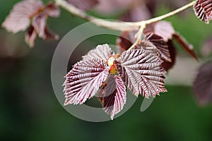 Branch with young purple leaves of Common hazel Corylus avellana f. atropurpurea plant