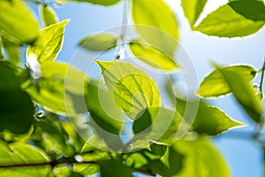 Branch of young solar green leaves