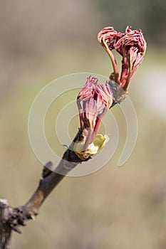 Branch with young spring shoots. Unopened leaf buds on branch