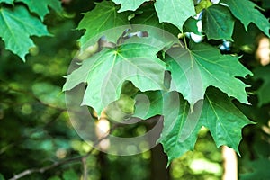 A branch of a young tree, green leaves. Swaying in the wind. Maple leaf. Between the trees breaks a ray of sun. Park