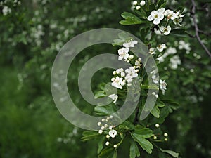 Branche of blooming apple tree - spring