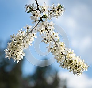 Branche of cherry with white blossoms.