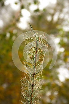 Branche with Cobweb