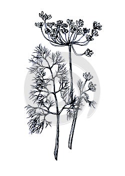 Branche and leaves of dill.