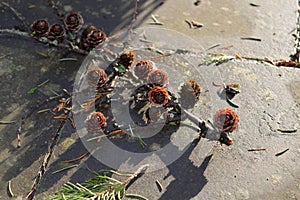 Branche with pine cones in sunlight