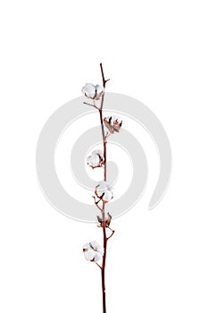 Branche with white fluffy cottons flowers isolated white background flat lay. Delicate light beauty cotton background.