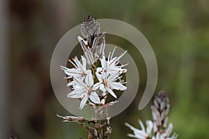 Branched asphodel, Asphodelus ramosus