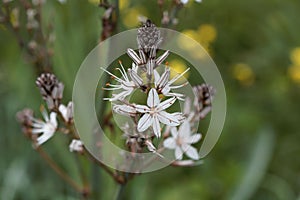 Branched asphodel, Asphodelus ramosus