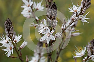 Branched asphodel, Asphodelus ramosus