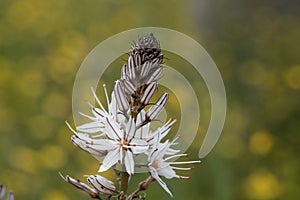 Branched asphodel, Asphodelus ramosus