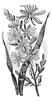 Branched Asphodel or Asphodelus ramosus vintage engraving