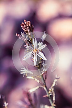 Branched asphodel in springtime