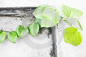 Branched betel leaves creep across the wall against a rough cement background