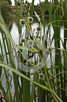 Branched Bur-reed