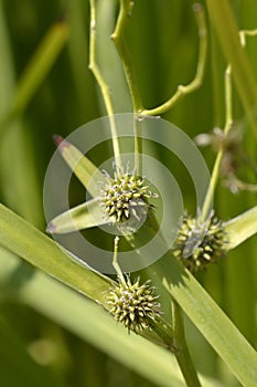 Branched bur-reed