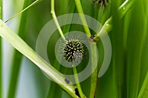 Branched bur reed, Sparganium erectum.