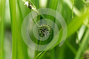 Branched bur reed, Sparganium erectum.