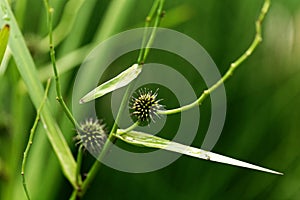 Branched bur reed, Sparganium erectum.