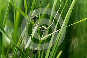 Branched bur reed, Sparganium erectum.