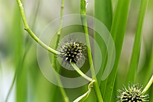Branched bur reed, Sparganium erectum.