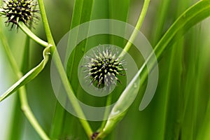 Branched bur reed, Sparganium erectum.