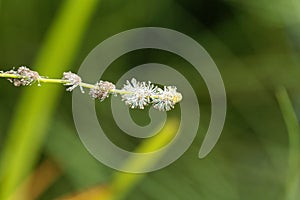 Branched bur reed, Sparganium erectum.