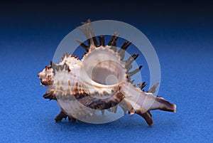 Branched murex shell photo